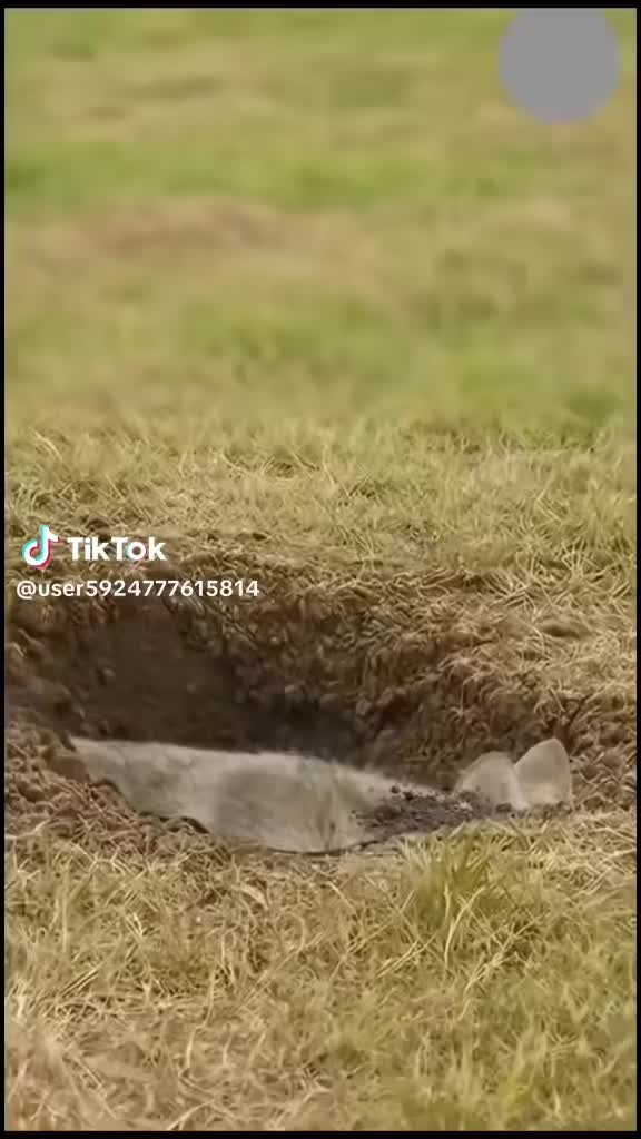 @Снимаю Варю и своего котика