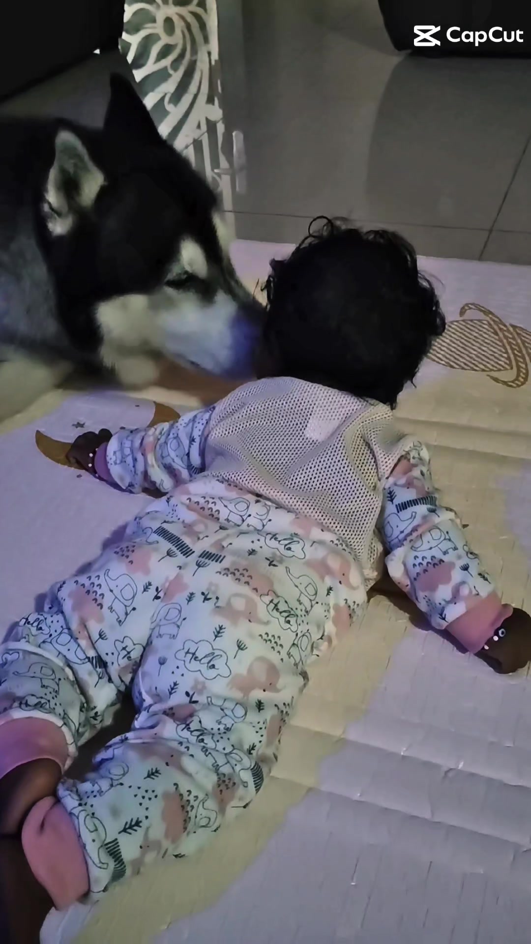 @TobbyMishika_TheHusky