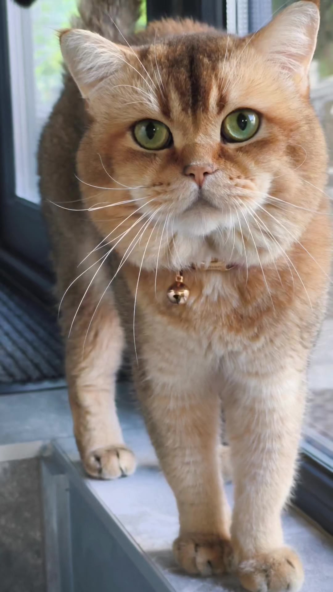 @Кошенята шотландські 😻