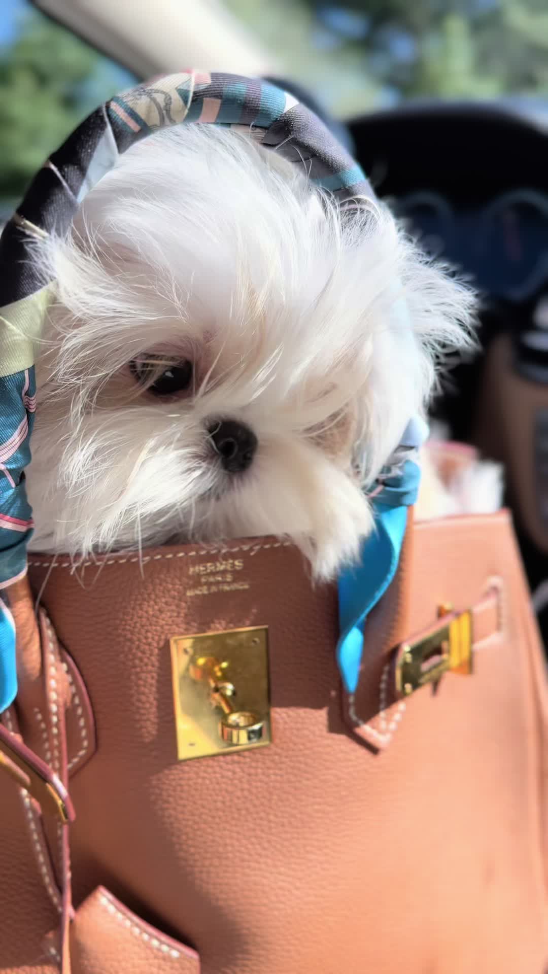 @Shih Tzu Puppies in Maryland