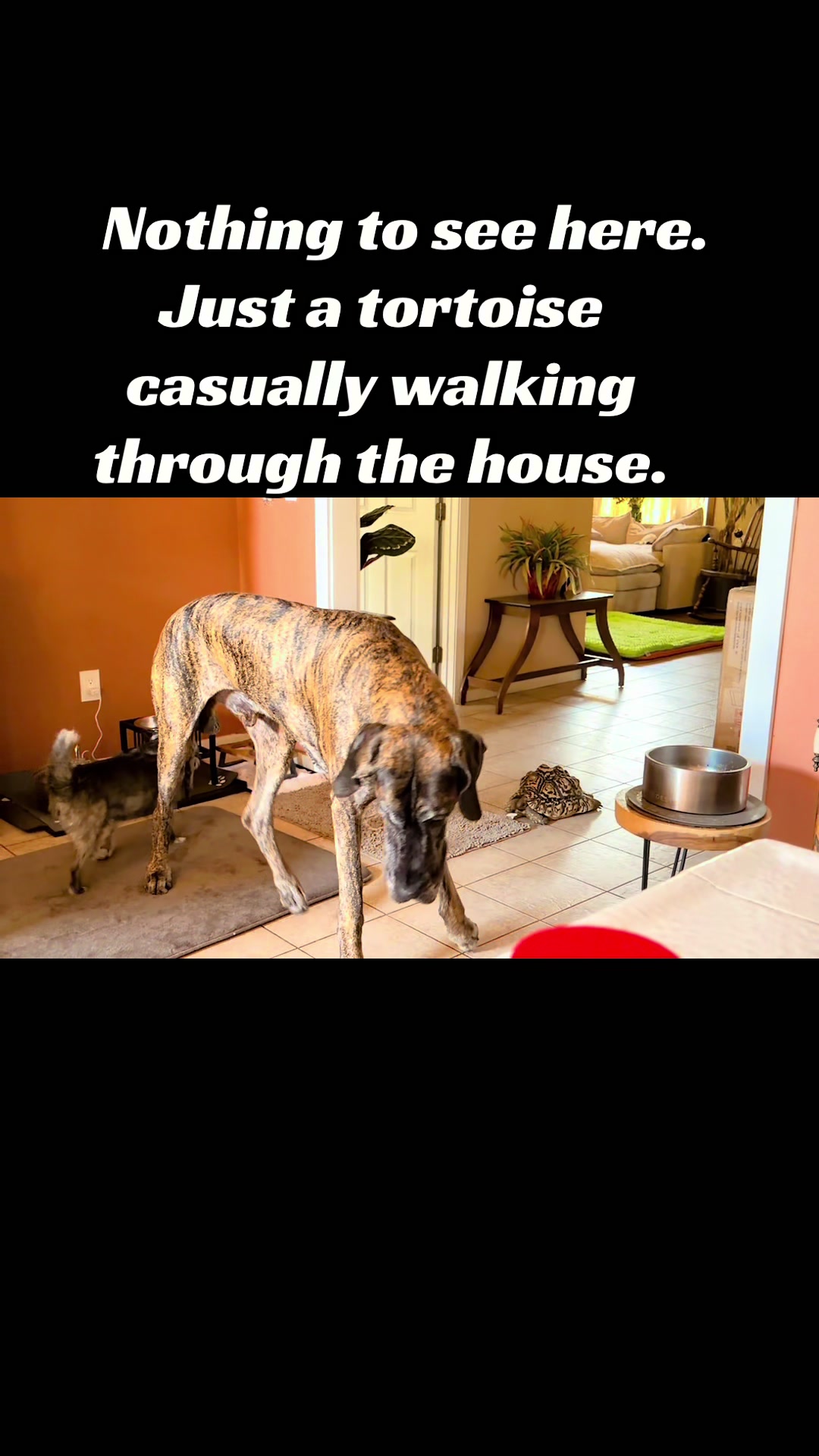 @Anders Bees Knees Great Dane