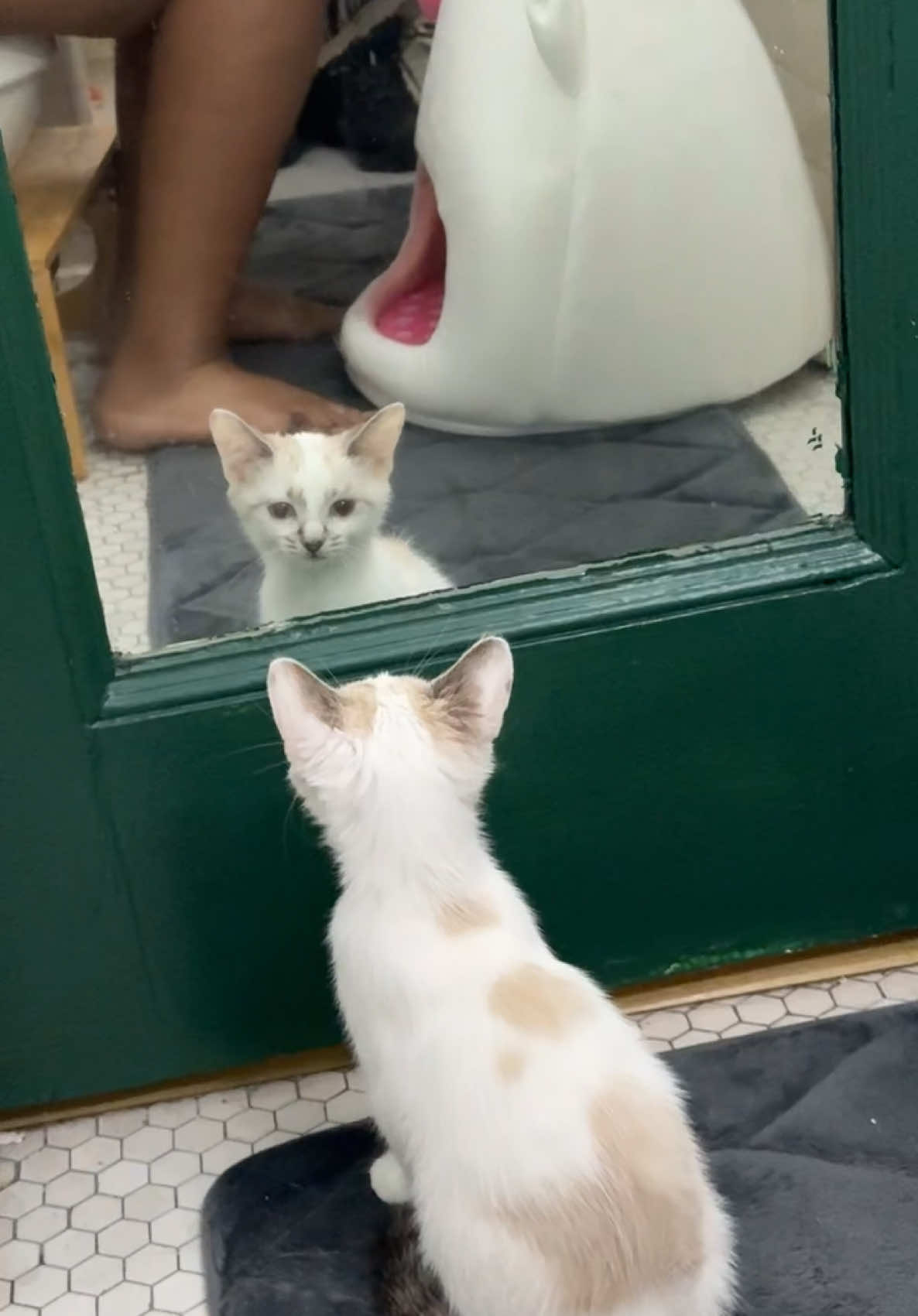 @Markiettea’s pet’s