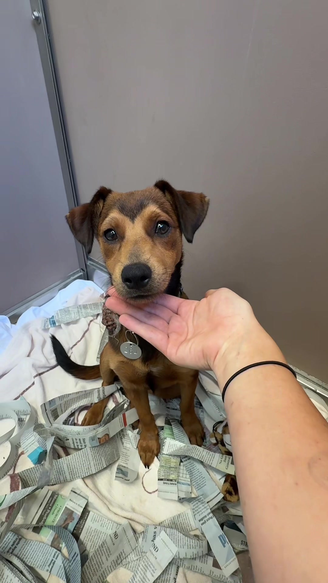 @Hawaiian Humane Society