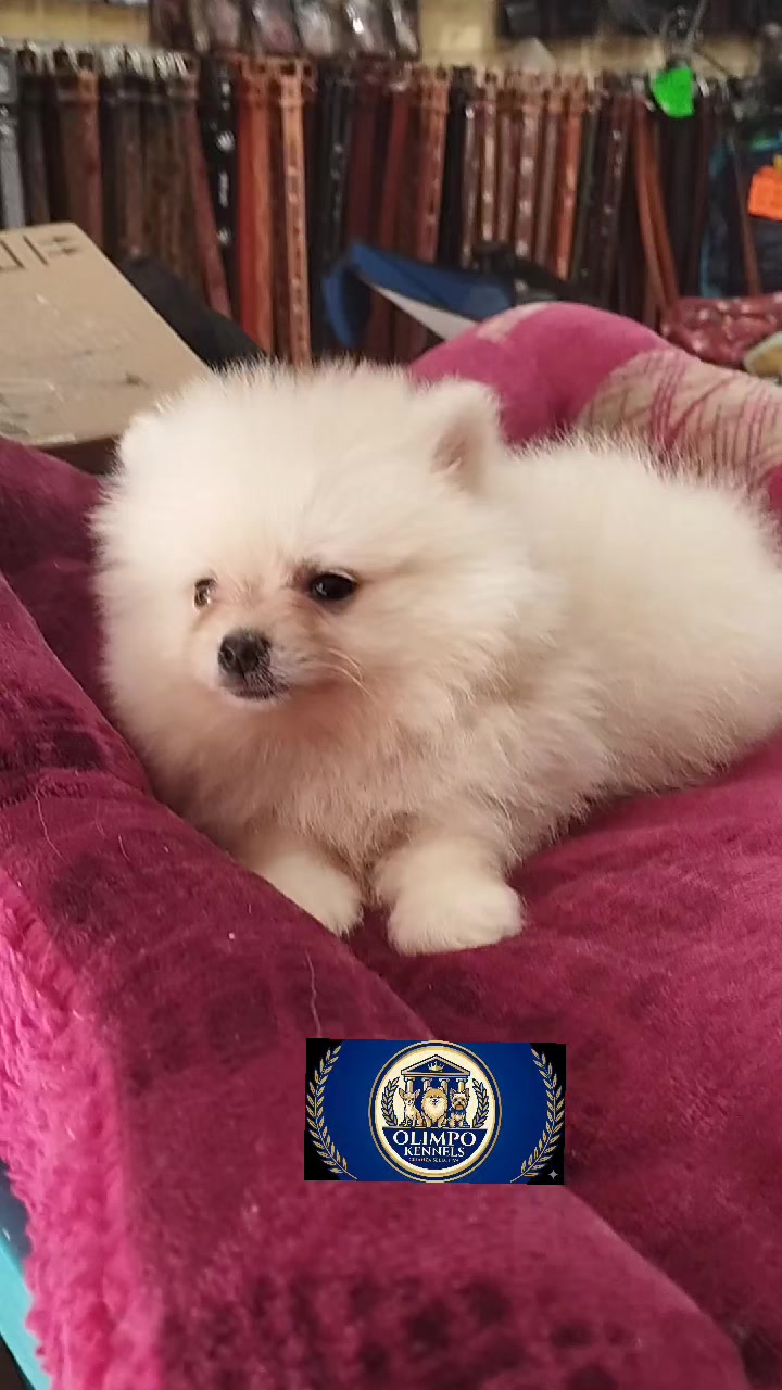 @olimpokennels
