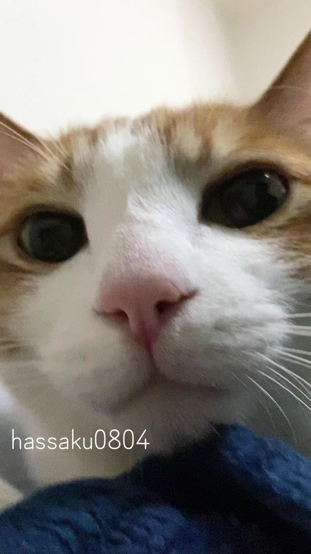 @猫のはっさく