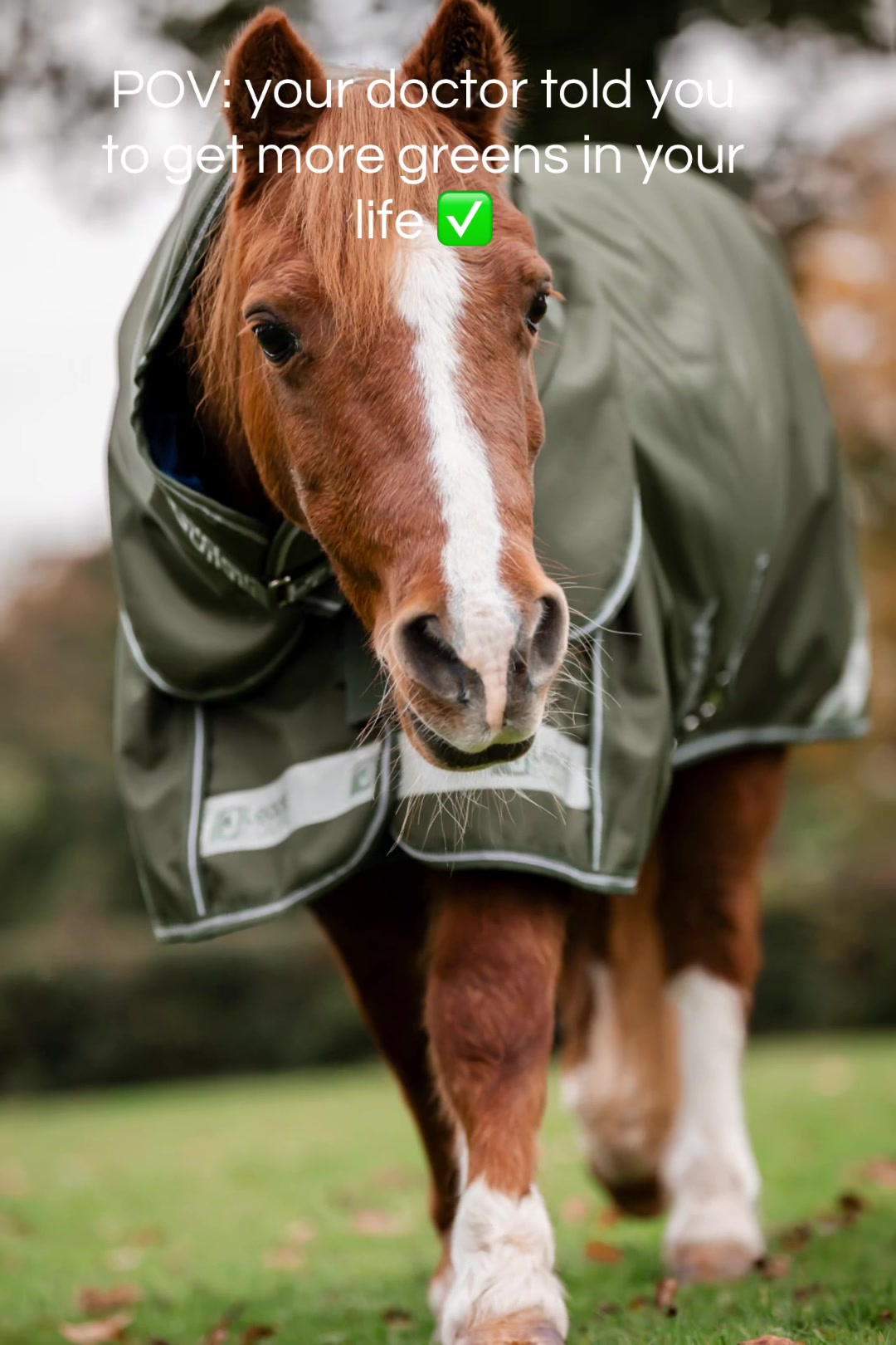 @Leader Equine
