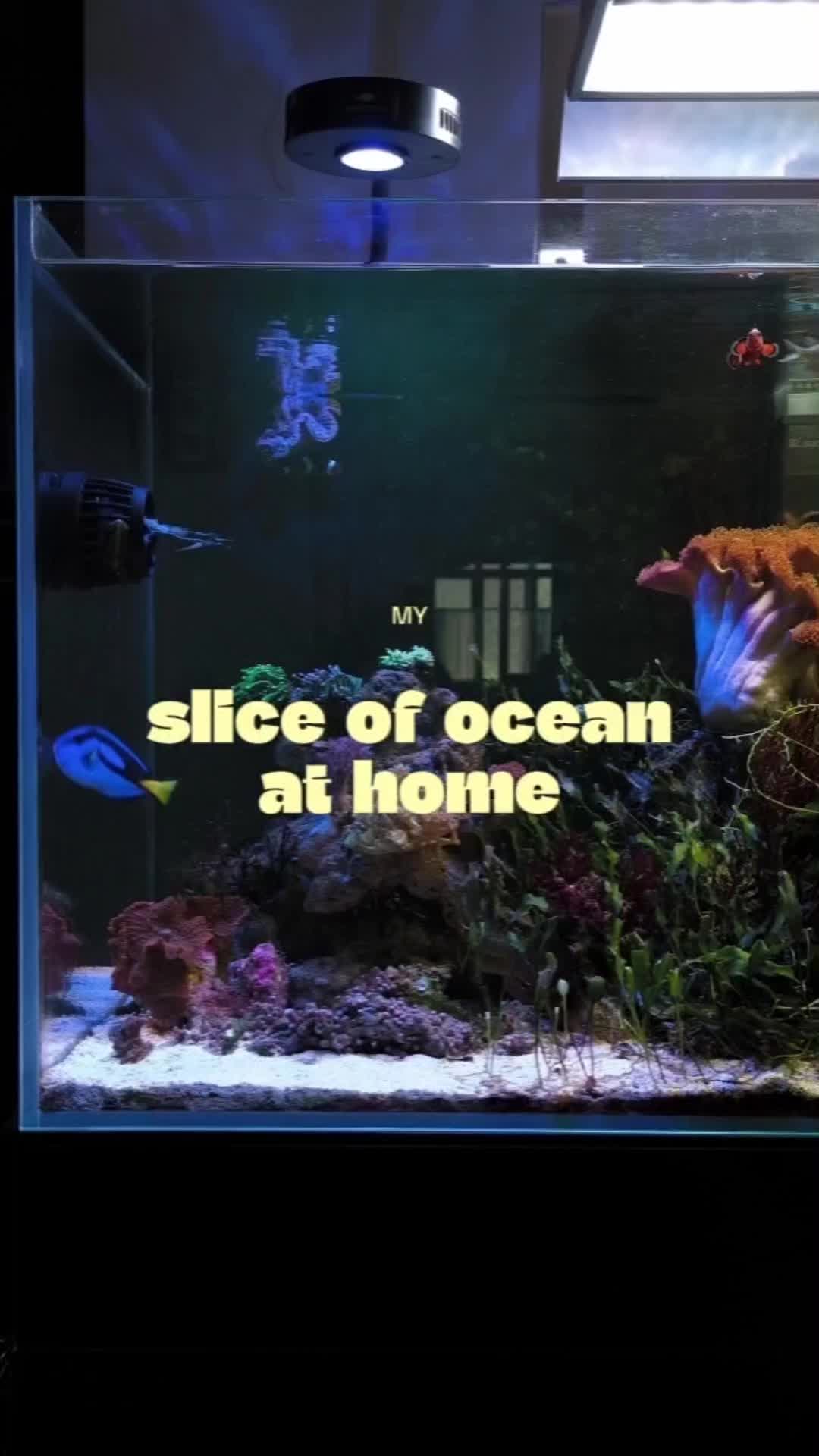 @sdyhs
