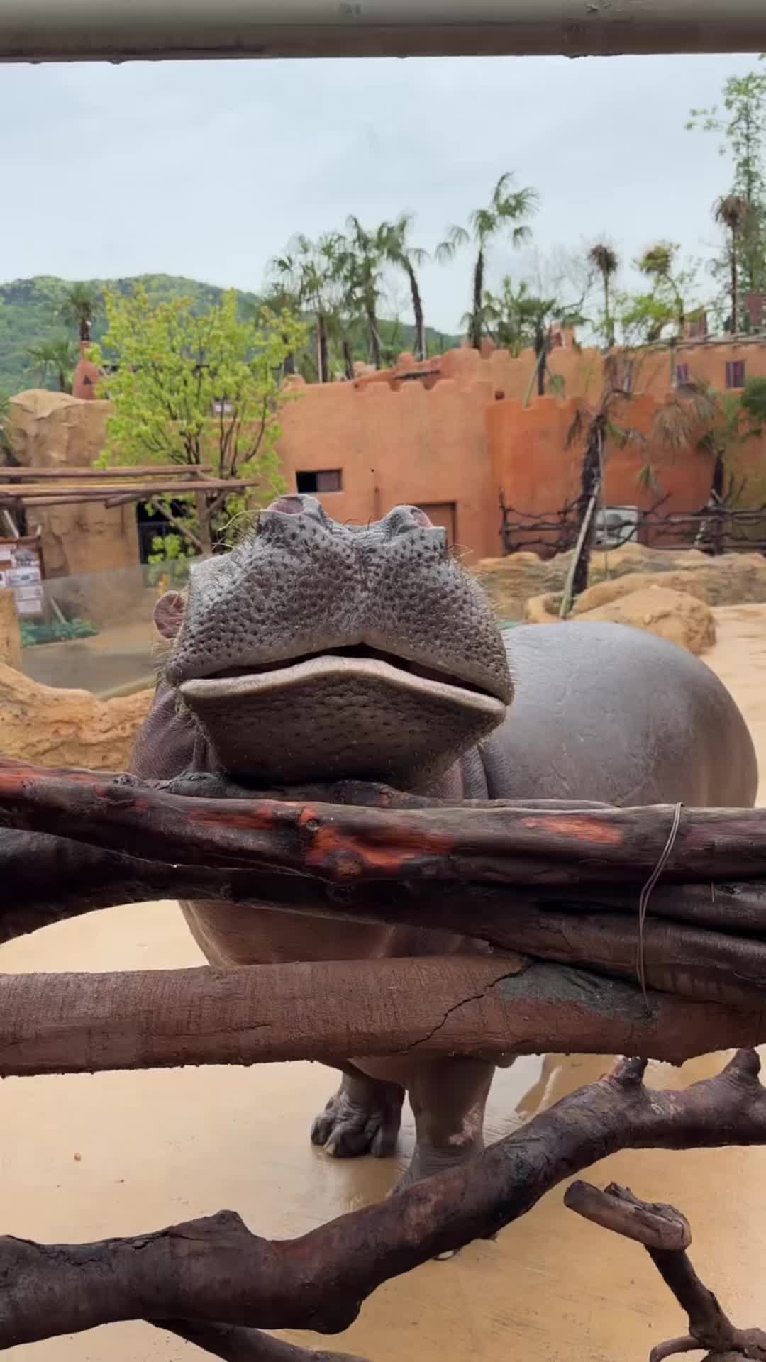 @Hippo