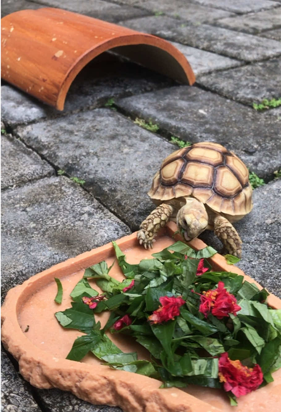 @MYtortojourney 🐢