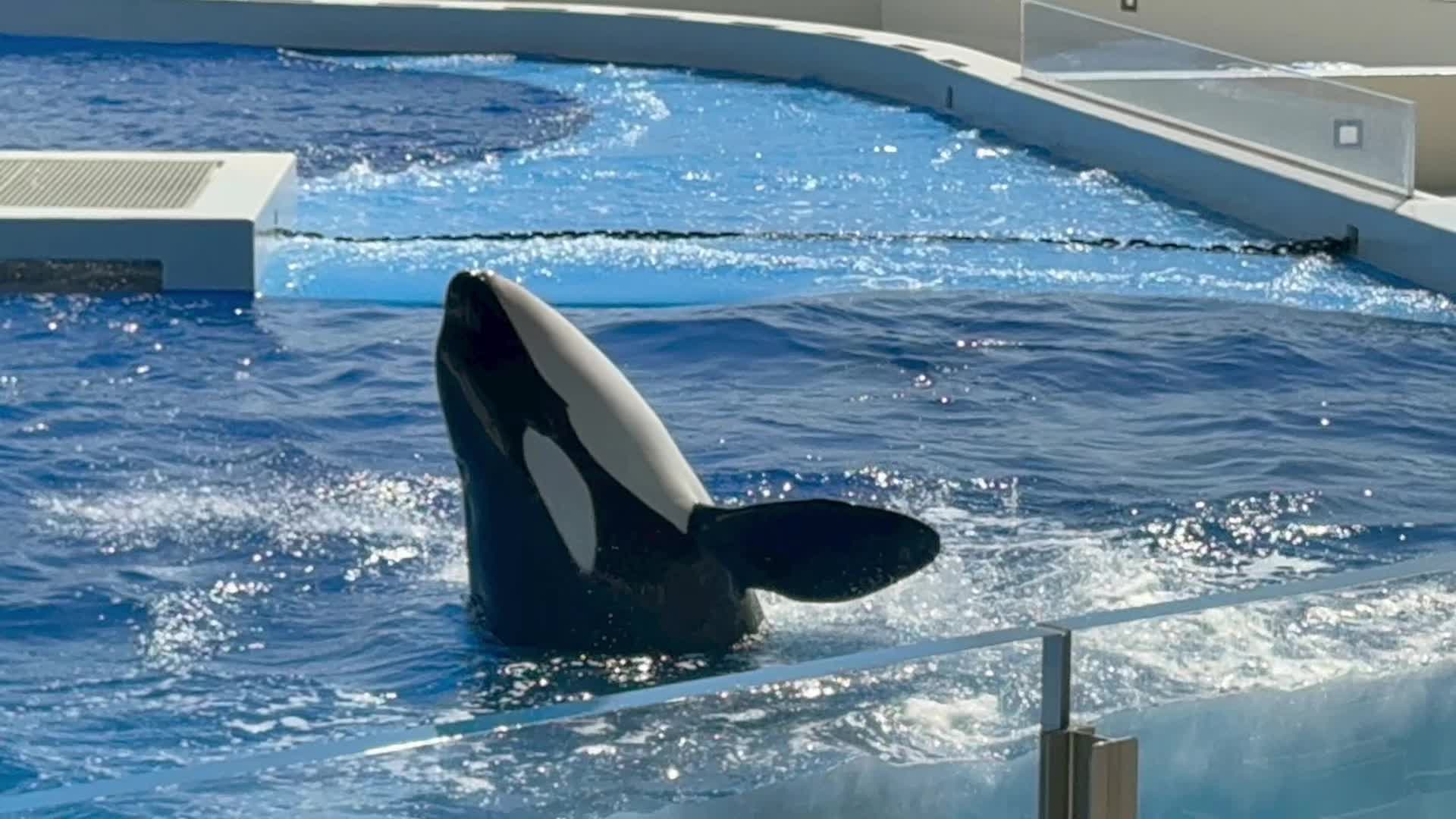 @りっくん_orca134