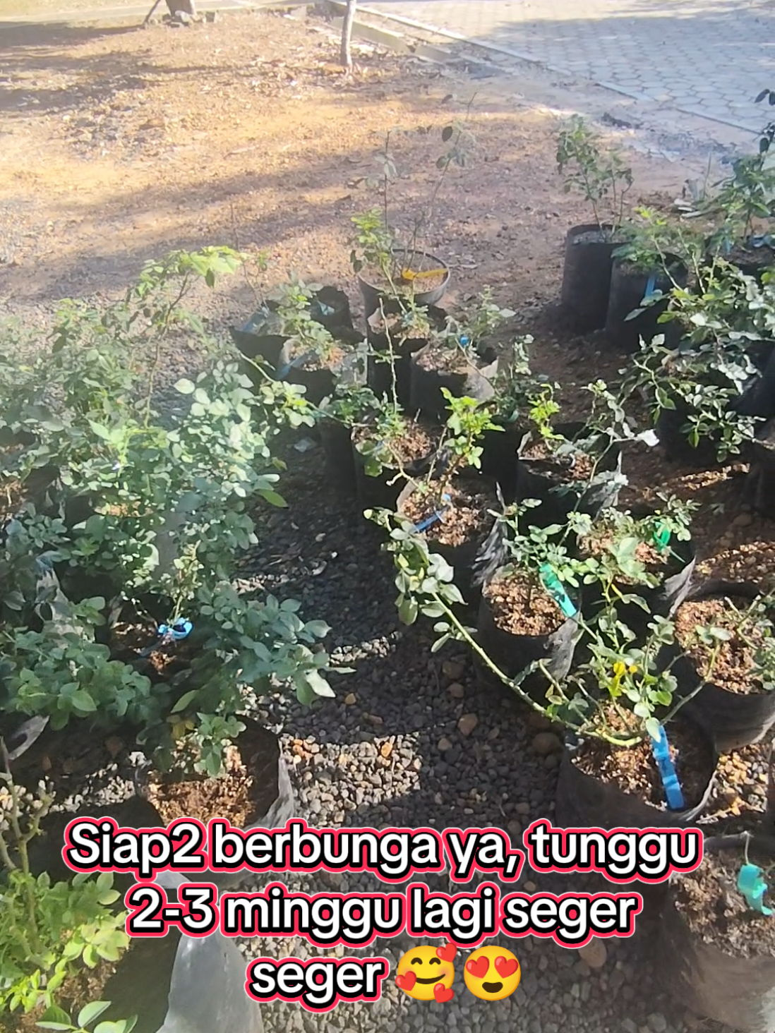 @Prasetya