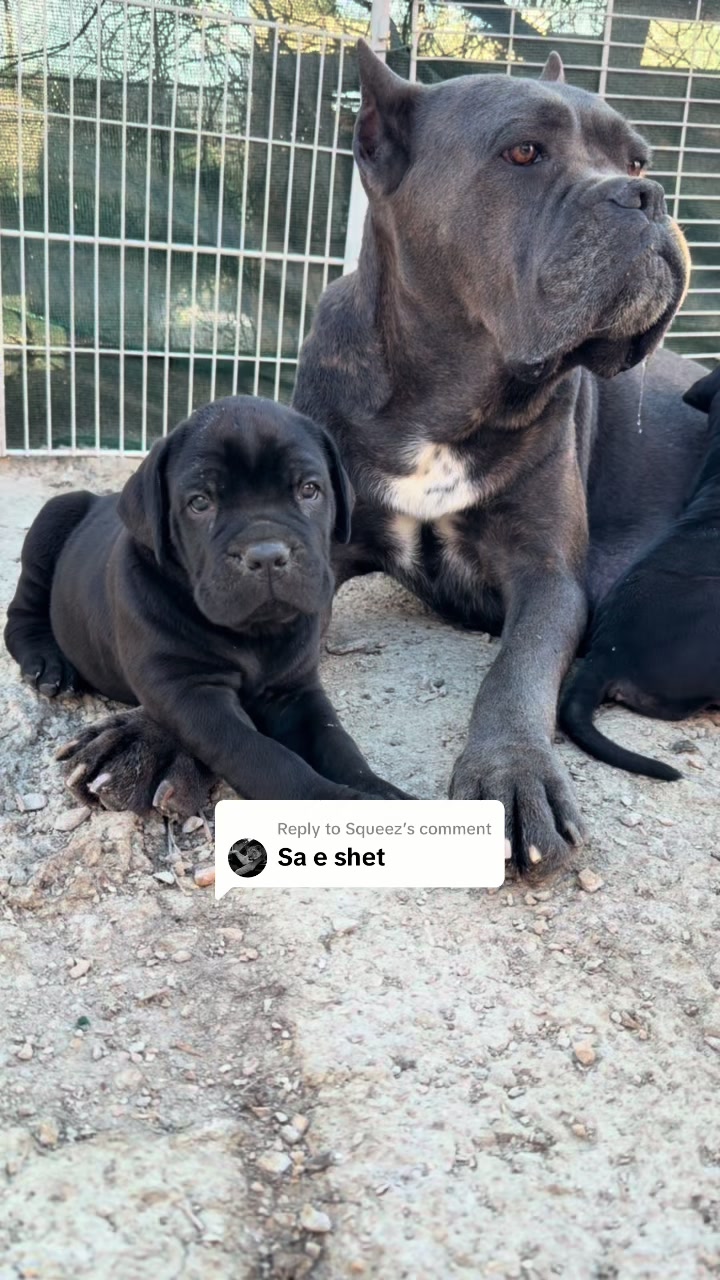 @NeroCaneCorsoKennel