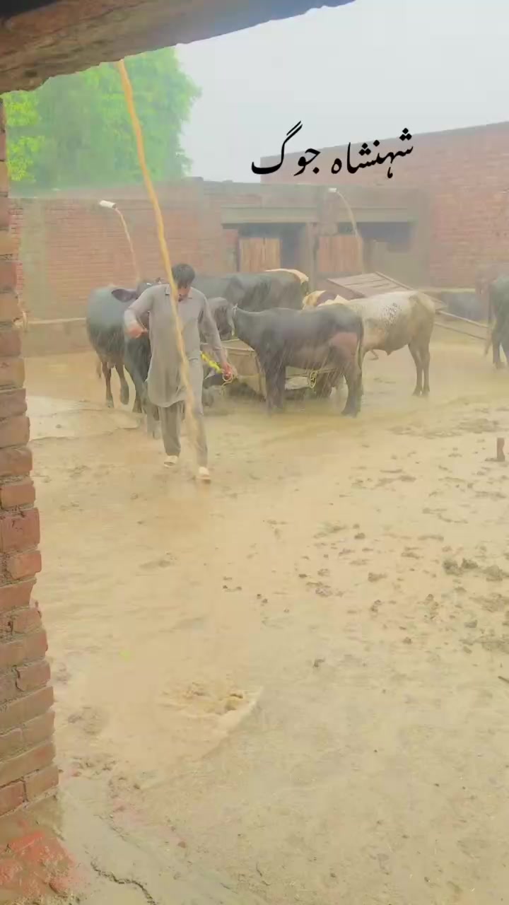 @Qasim07