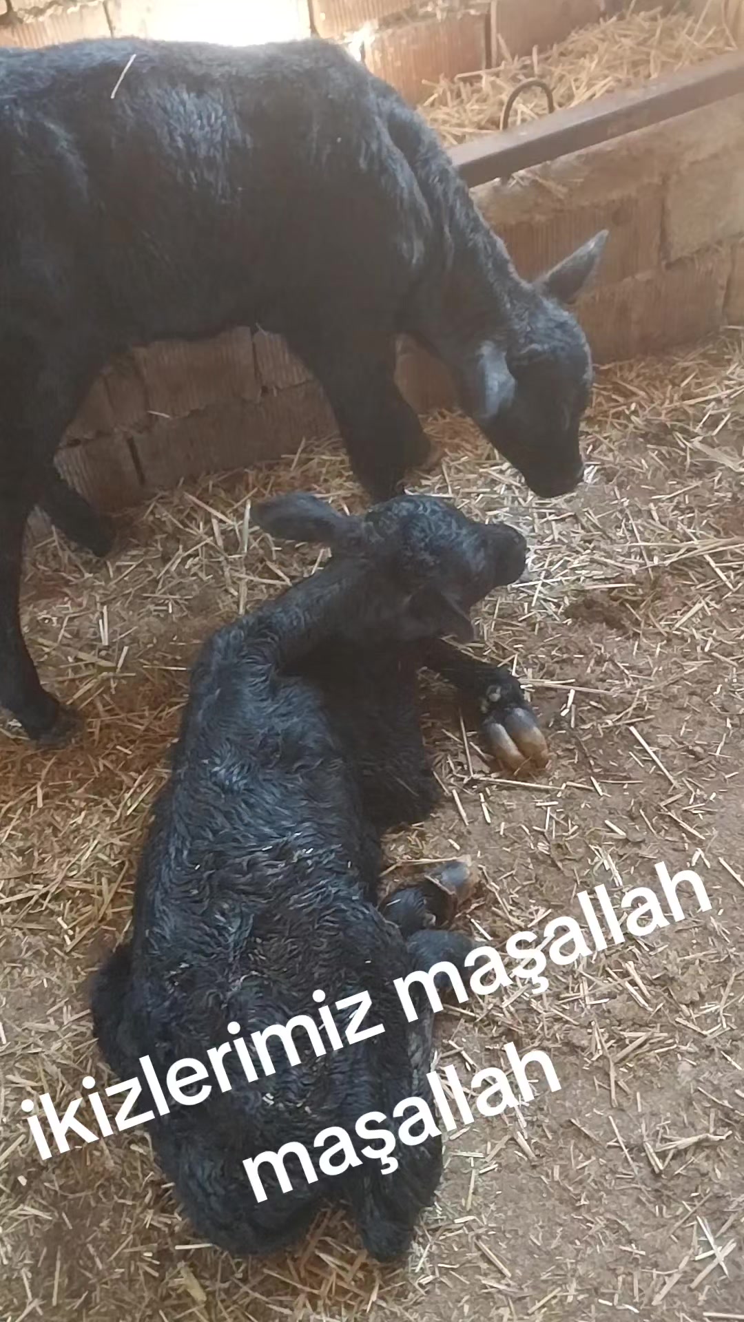 @Semih Karra