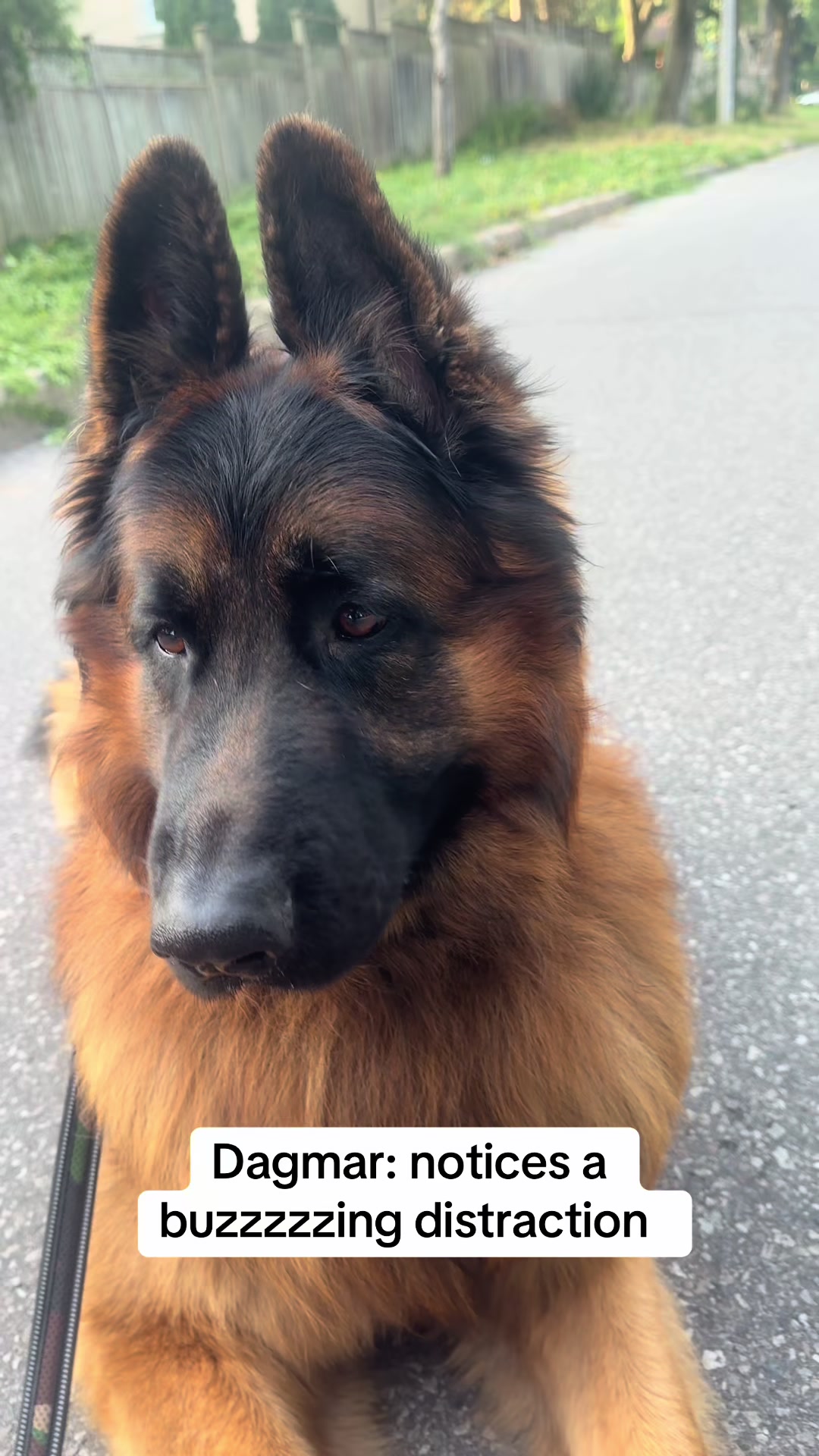@ksdoggos