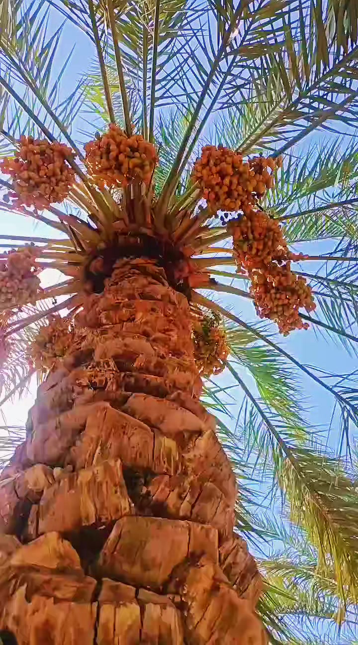 @🚩 𝗨 𝗦 𝗜 𝗙 — ᥫ᭡