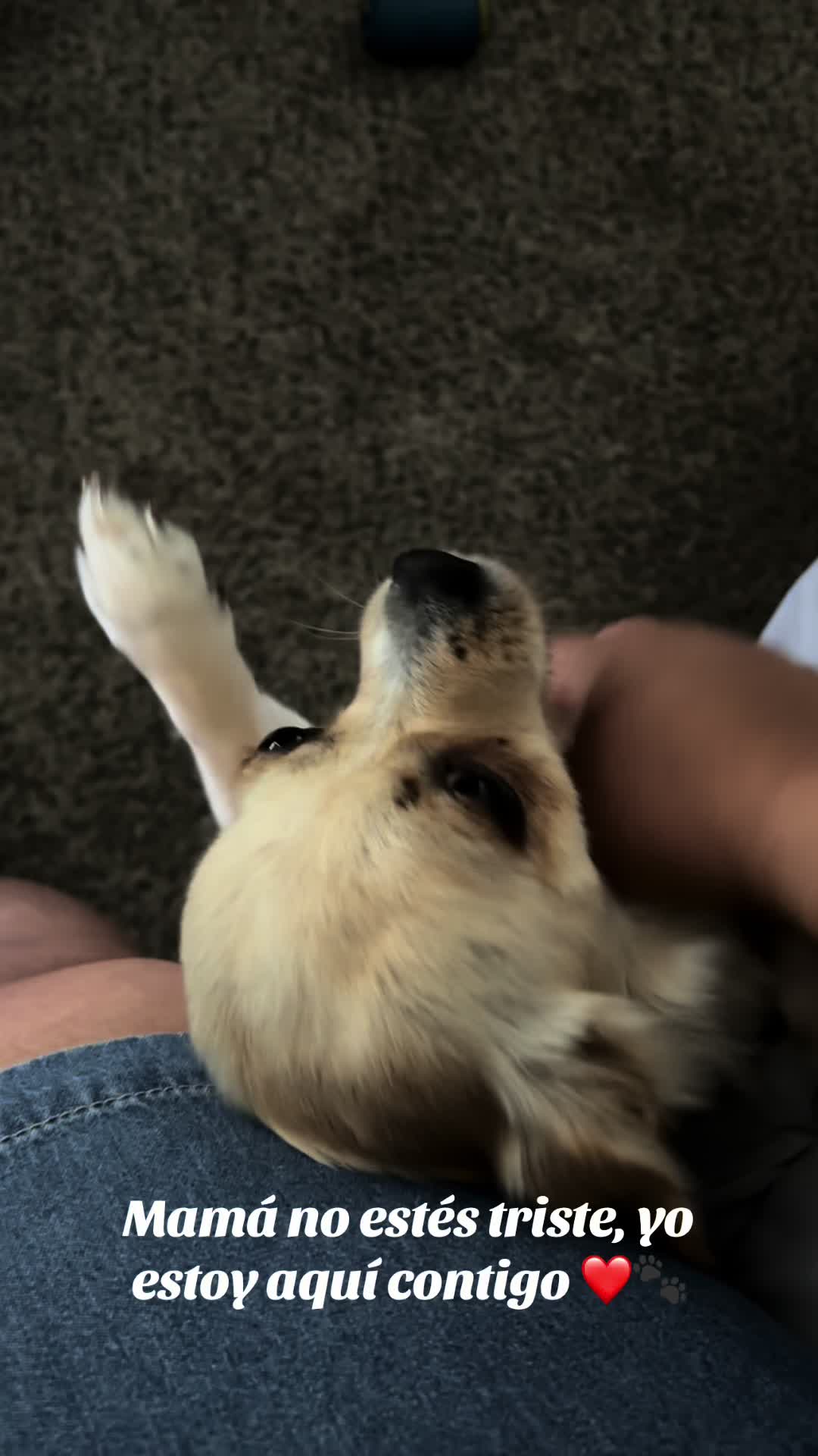 @🐕🐾MayaTheChihuahua🐾🐕