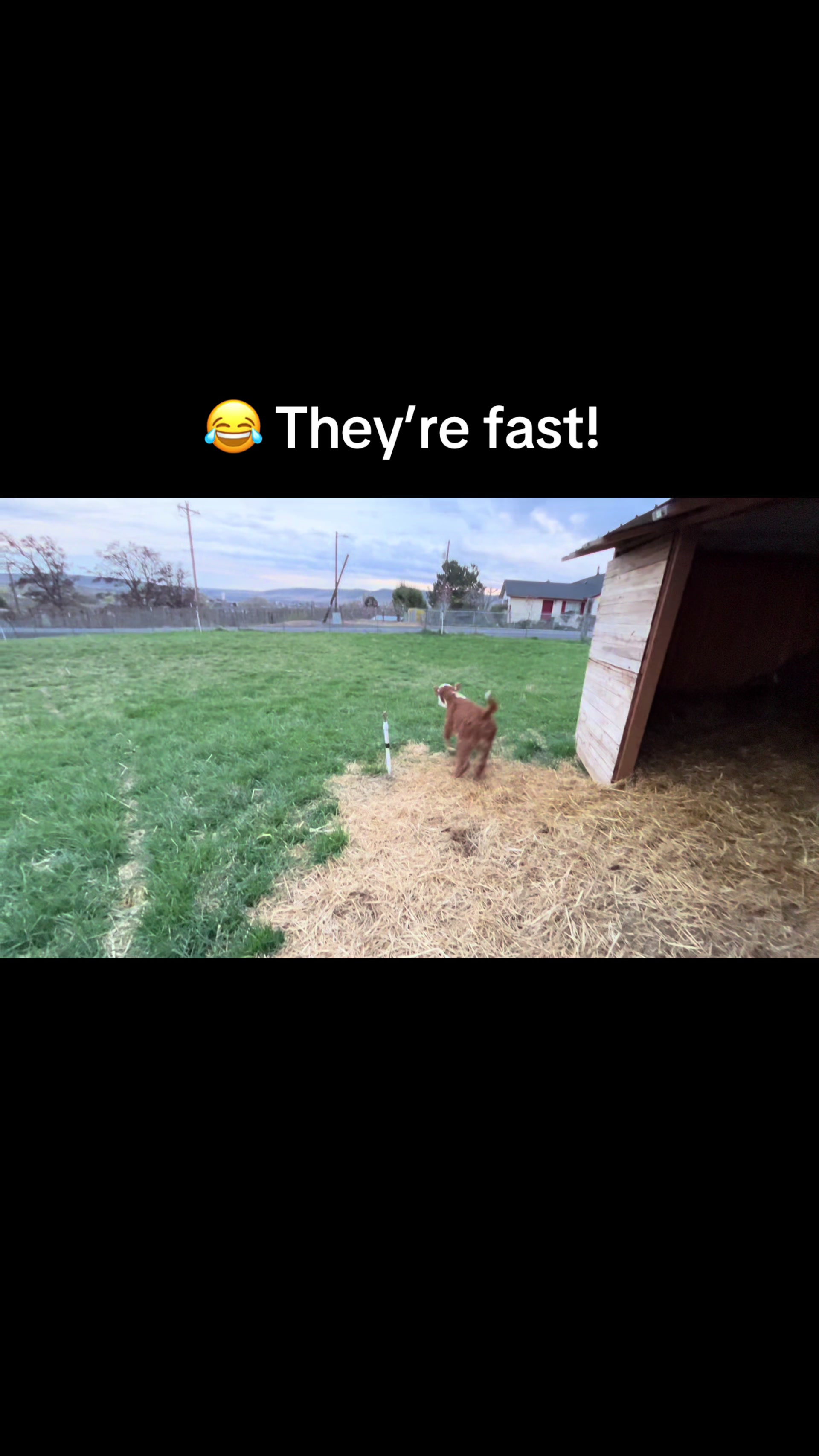 @WollamFarm
