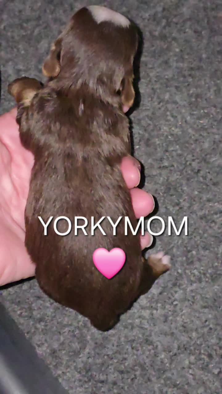 @theYorkymom