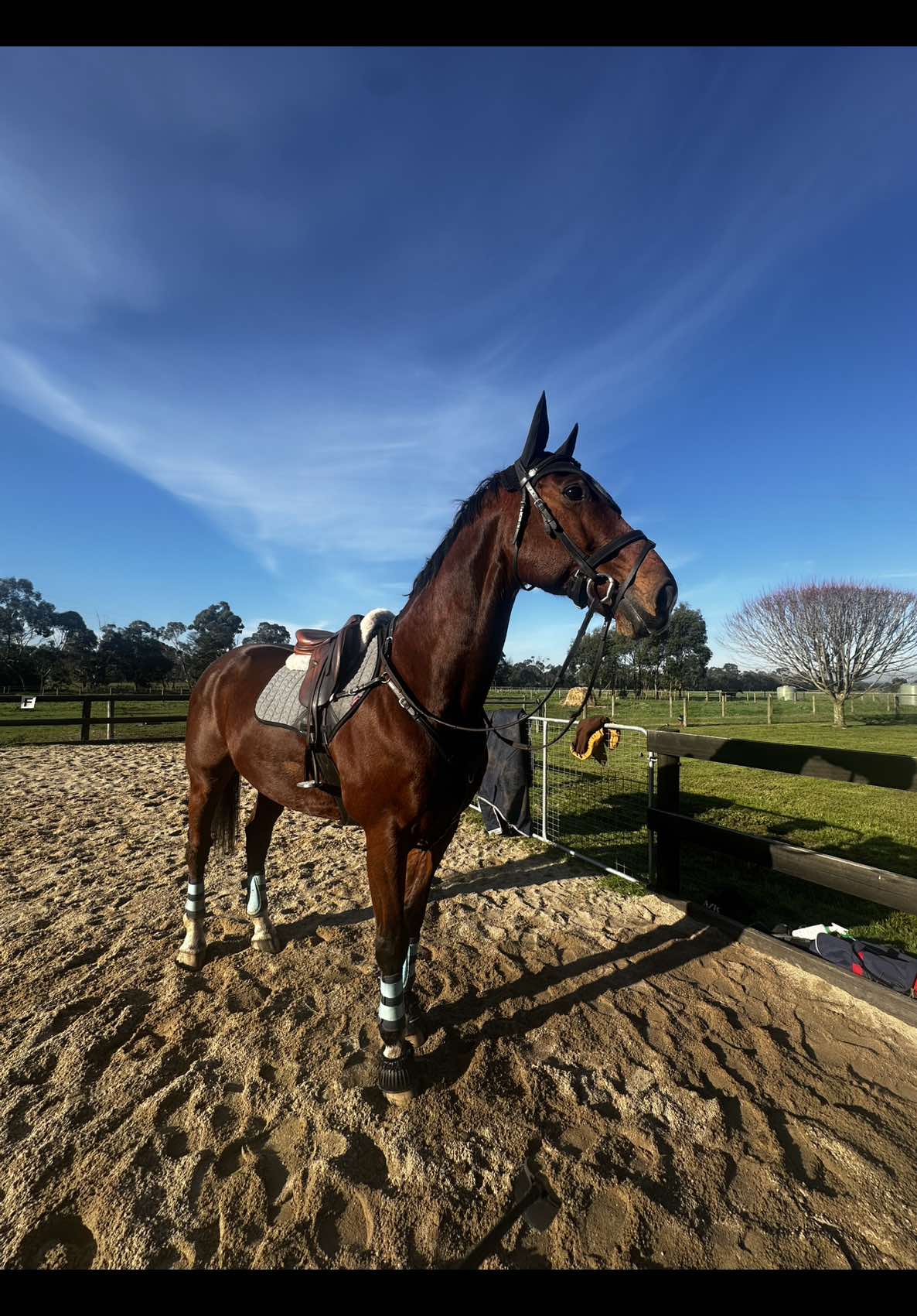 @Imi_.equestrian