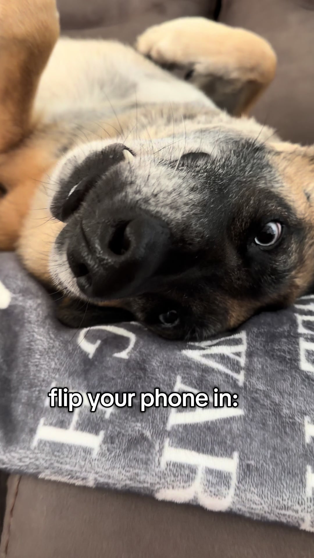 @elliemaeblueeyeshepherd