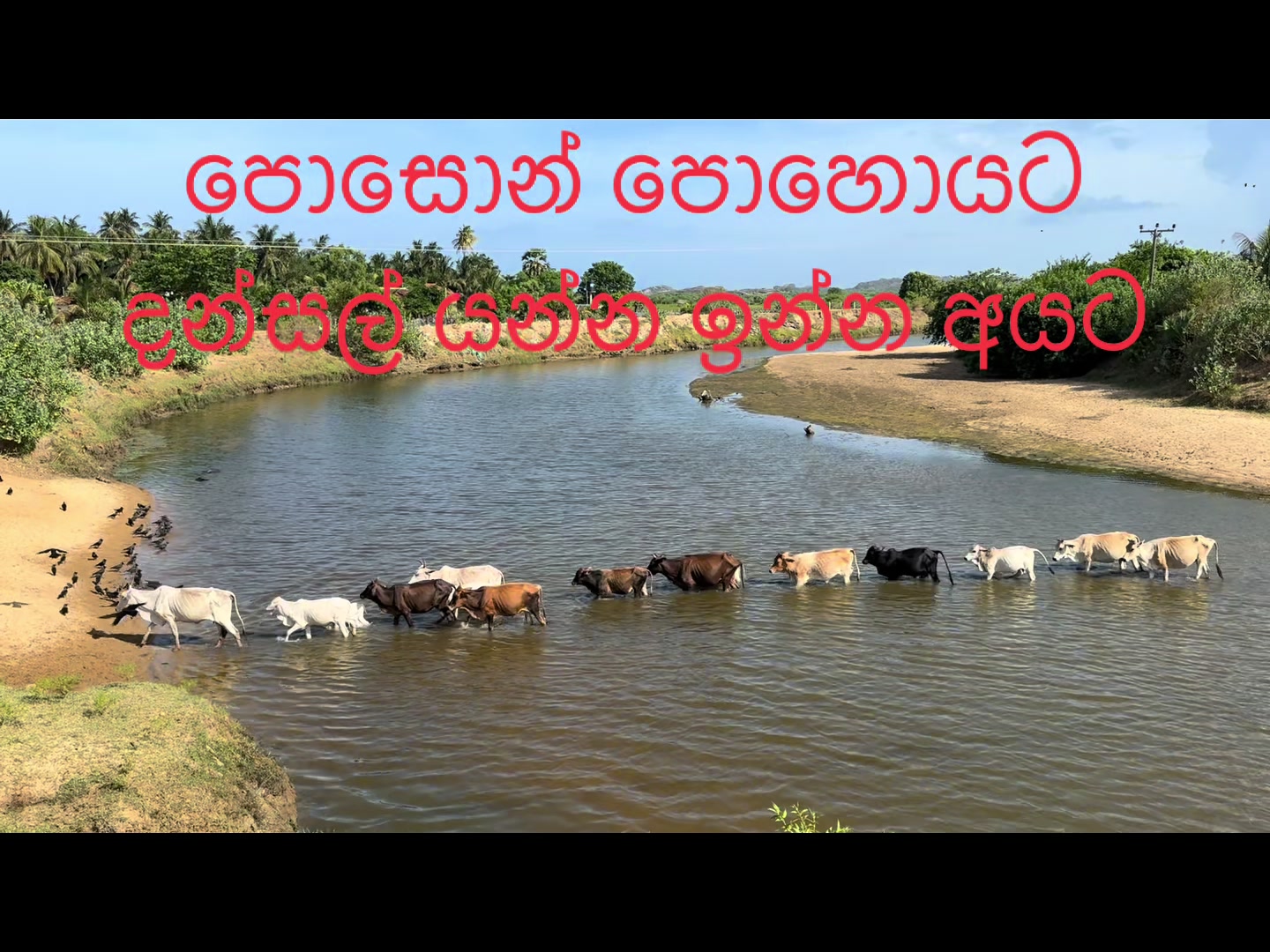 @Niroshan Fernando