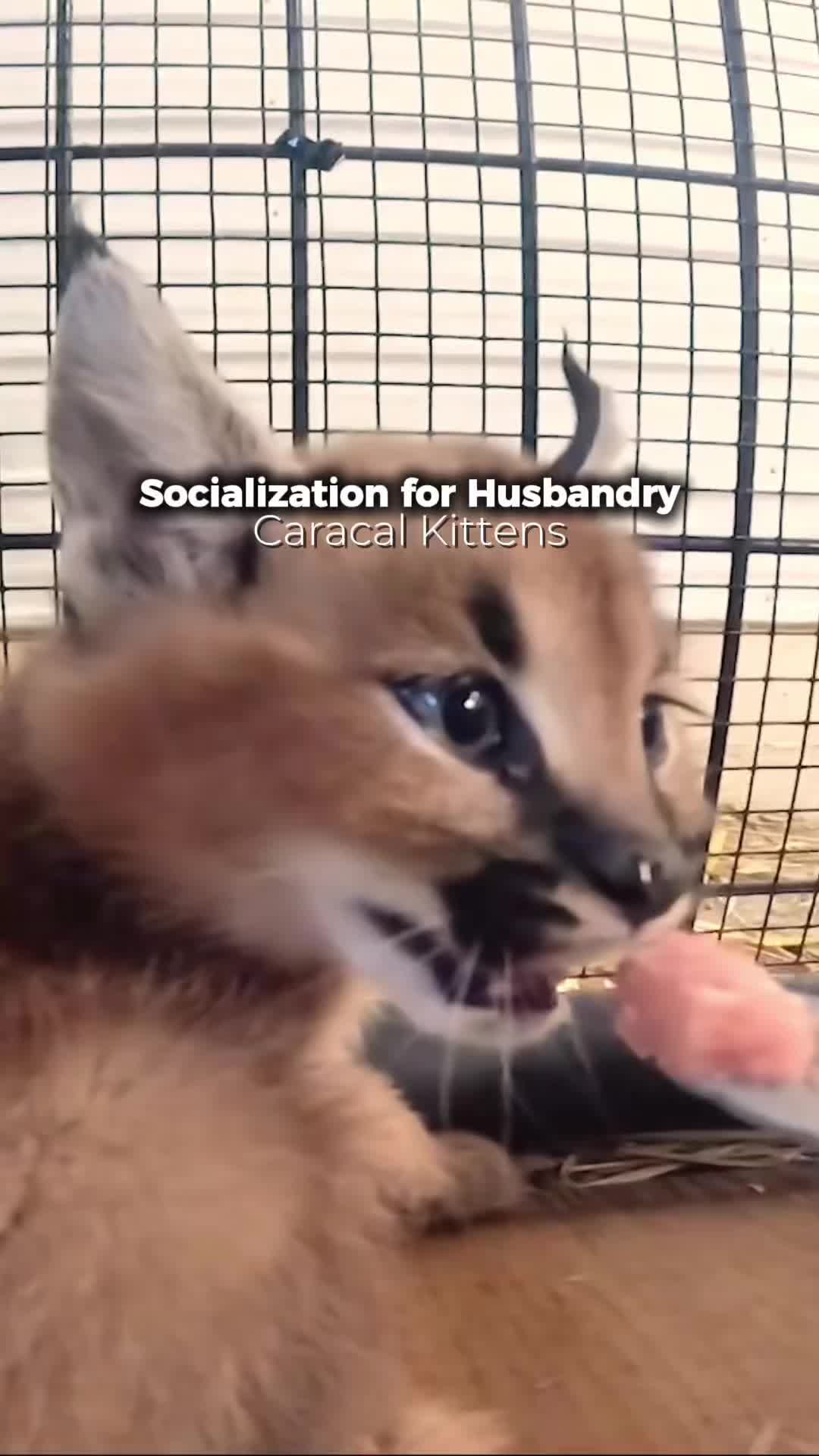 @The Wildcat Sanctuary