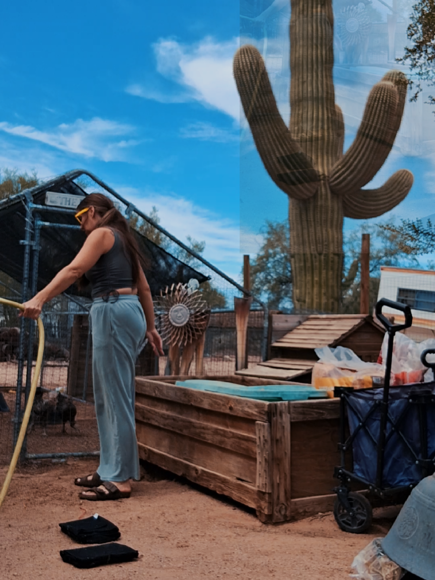 @DesertQueen🌵🐓