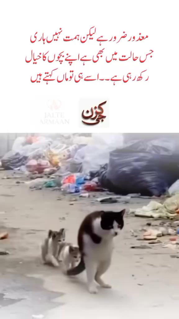 @🌹🌹Tanvir awan 🌹🌹