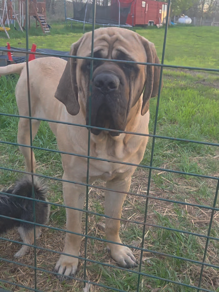 @Maple Mastiffs