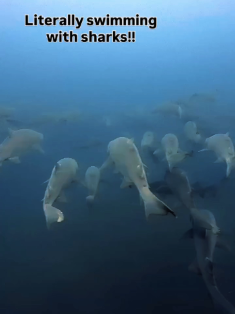 @Deep Sea Diaries