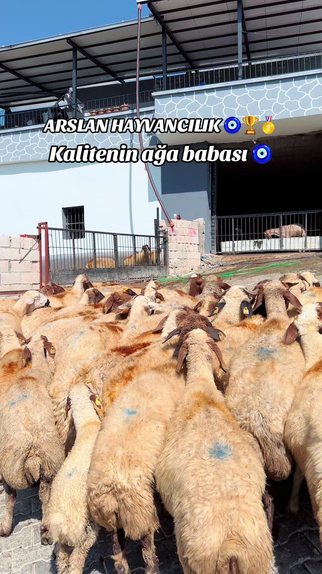 @cuma_arslan027