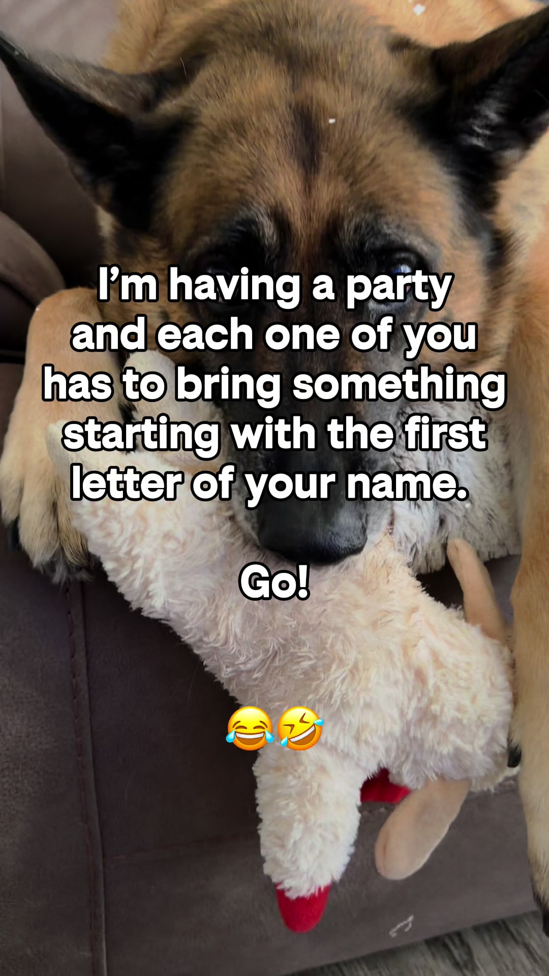 @elliemaeblueeyeshepherd