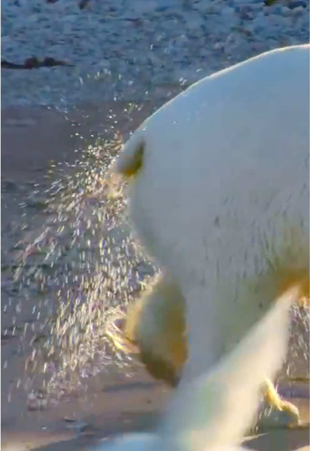 @Kai Meyer | Wildlife Filmmaker