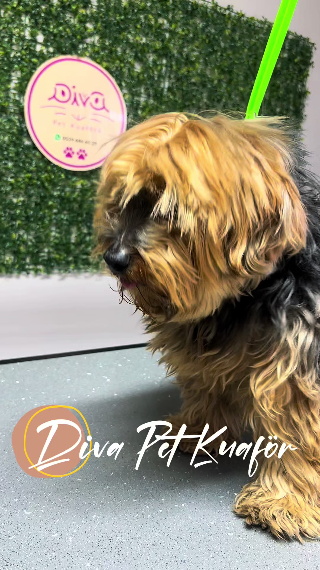 @Diva Pet Kuaf&ouml;r Ankara