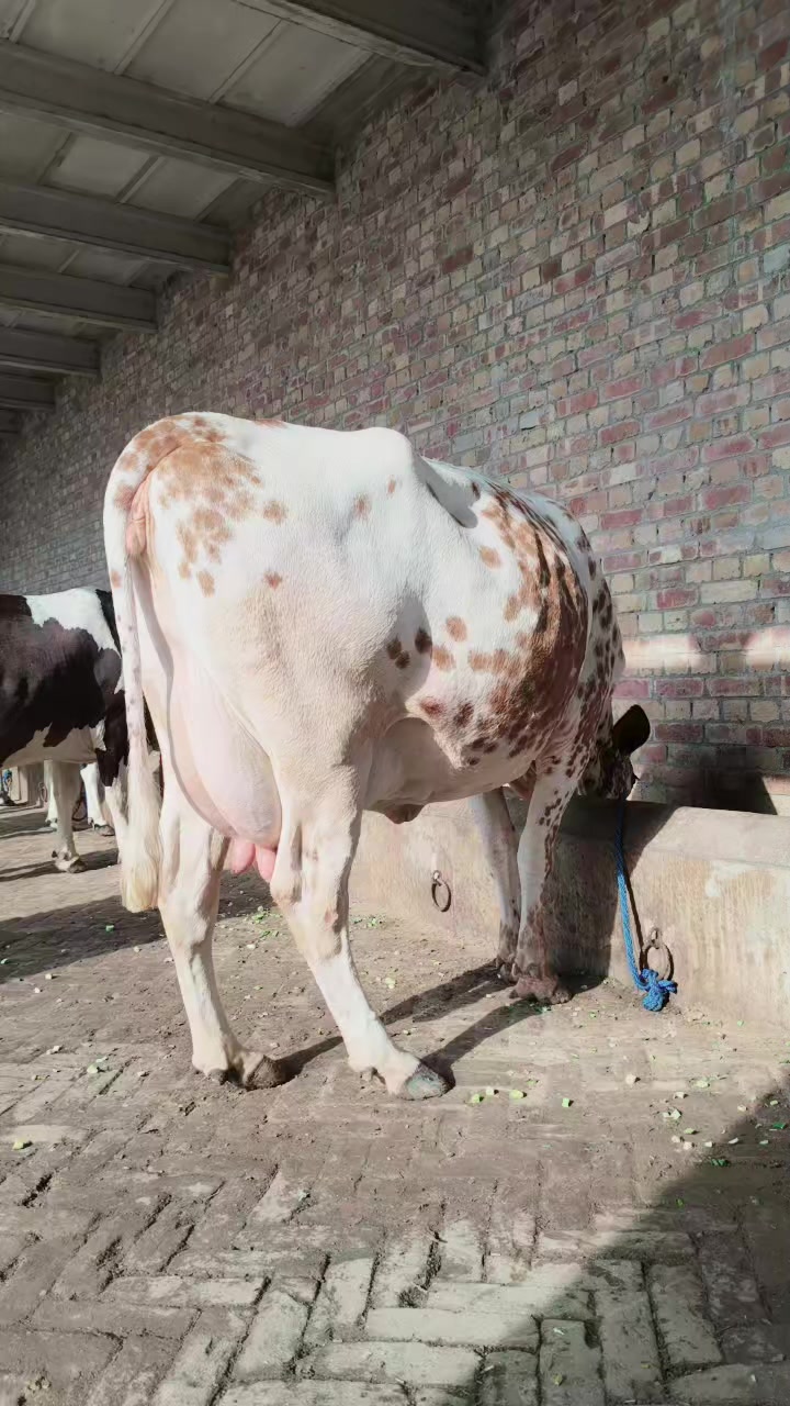 @joyia dairy farm