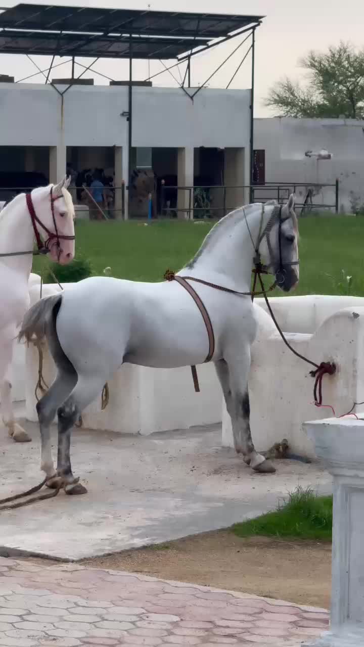 @Rai Asif Hayat khayalika