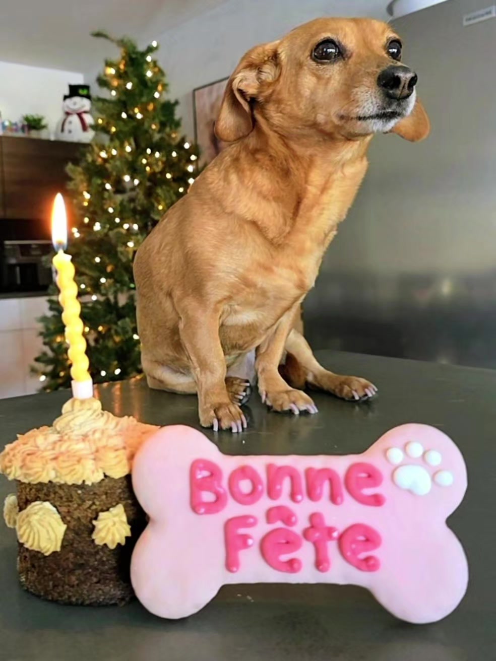 @Cat😺