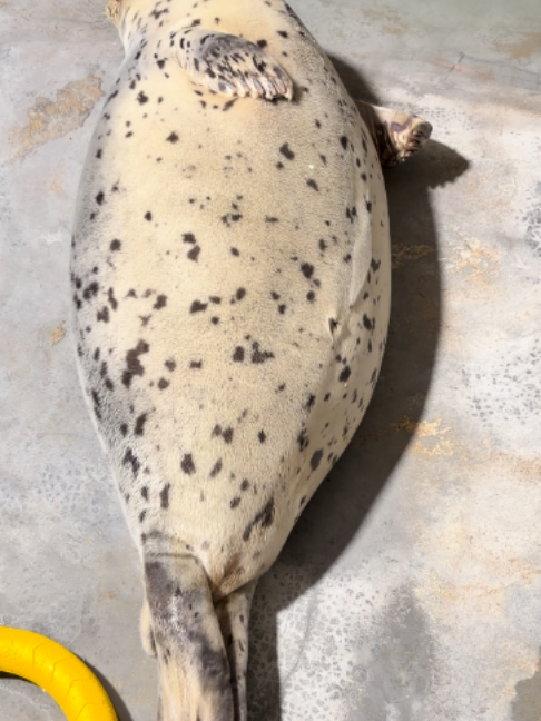 @Seal