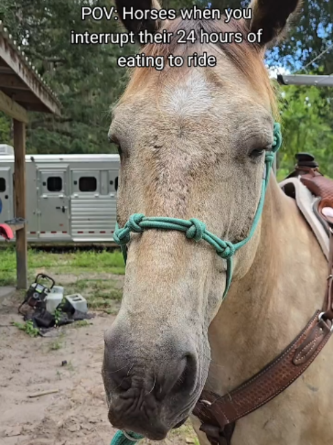 @Horses TikTok