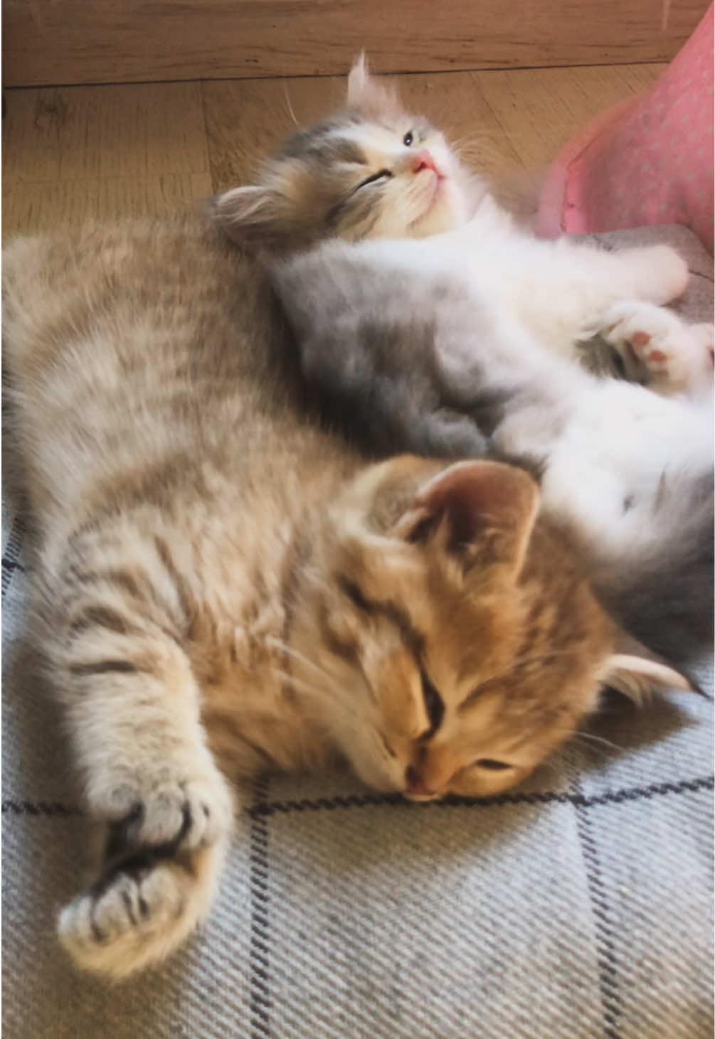 @penka_and_kittens
