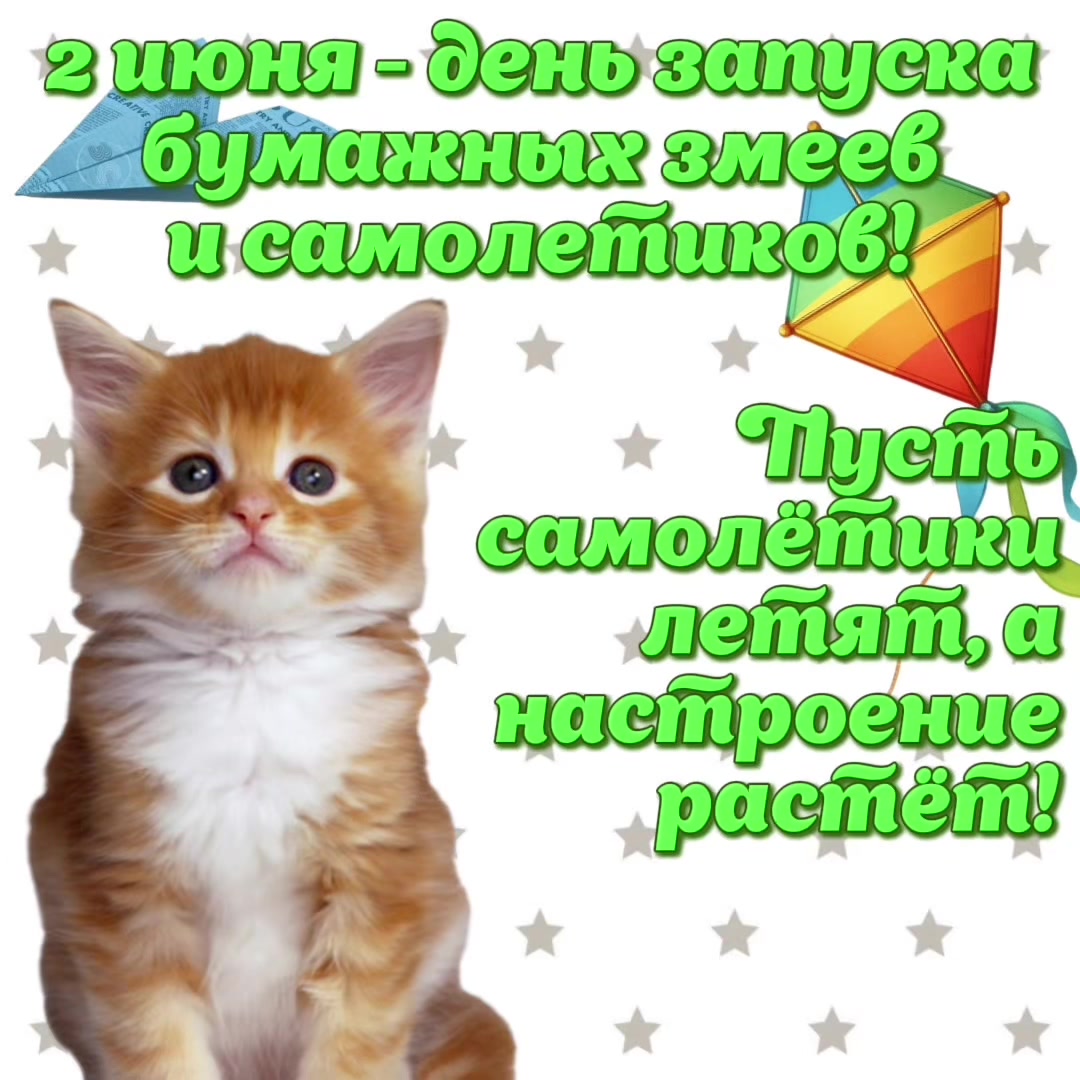@котики на каждый день