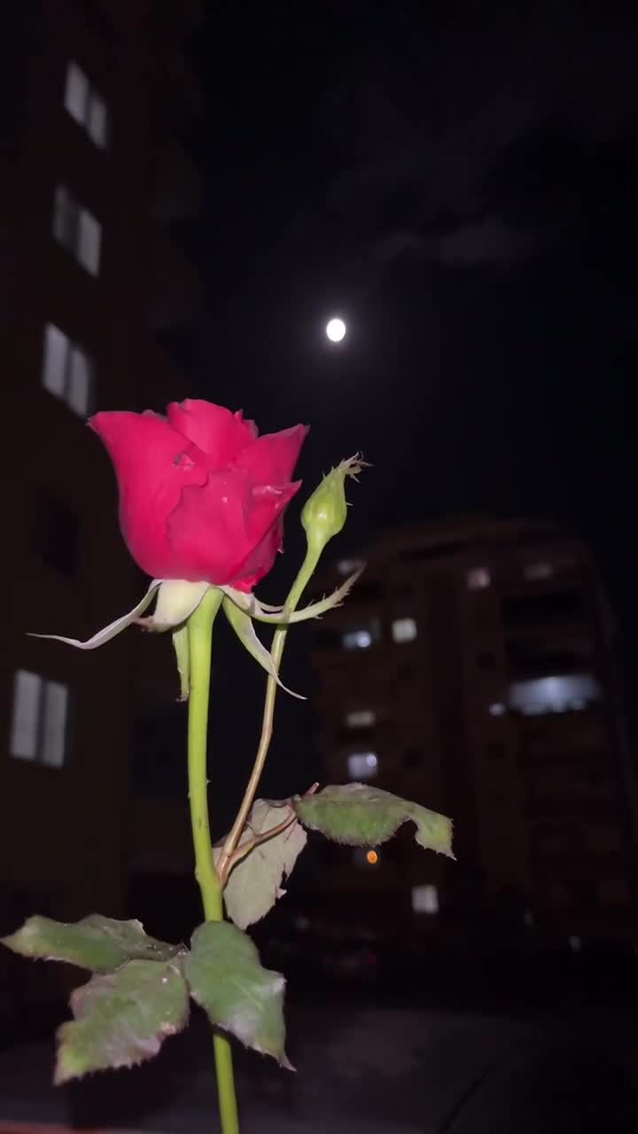 @hijabi