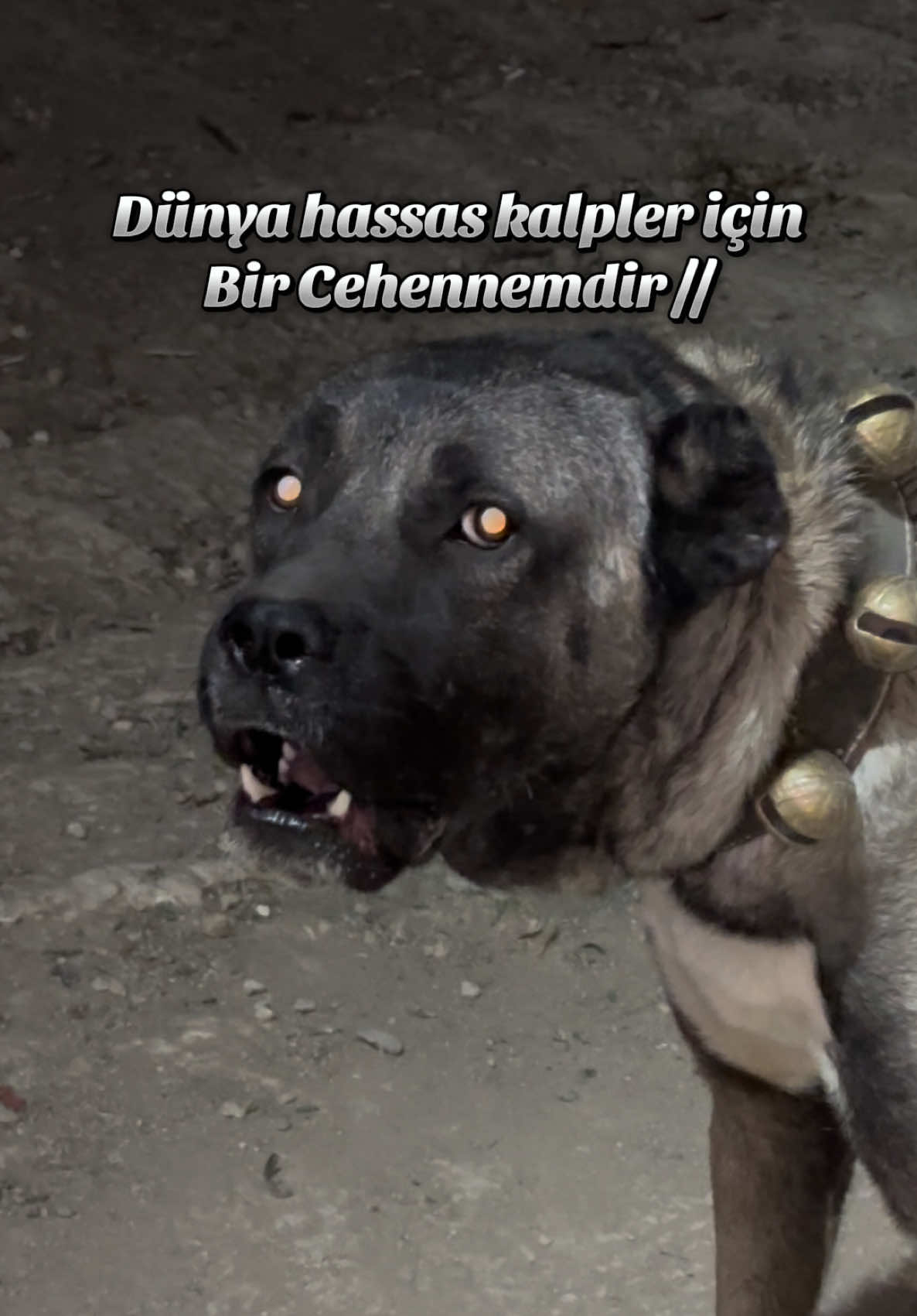 @burak.KUZOLUK [ Kuşlar Vadisi