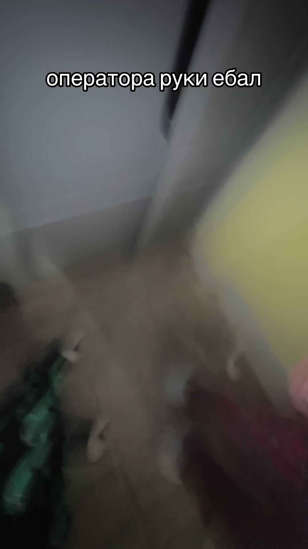 @🦭