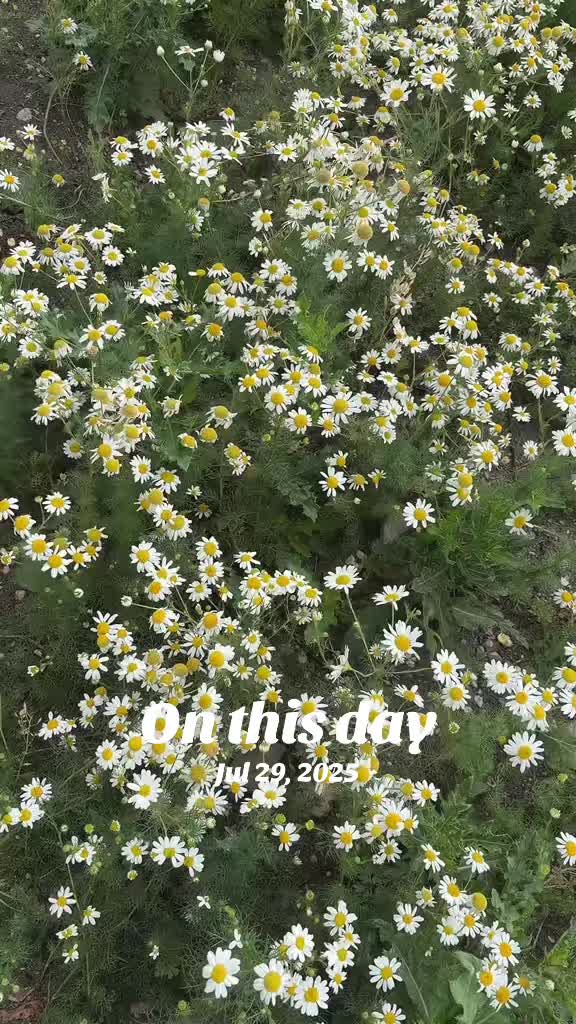 @🦚❤️ਮੋਰਨੀ ਜੱਟੀ❤️🦚🌺🦚