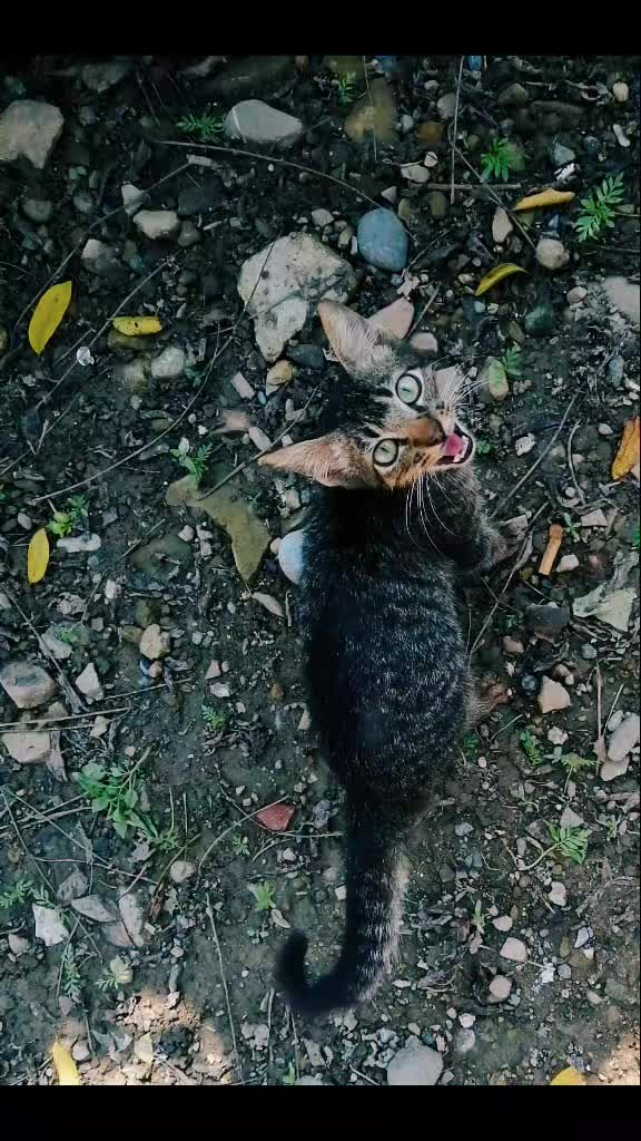 @Cat Bruno😼