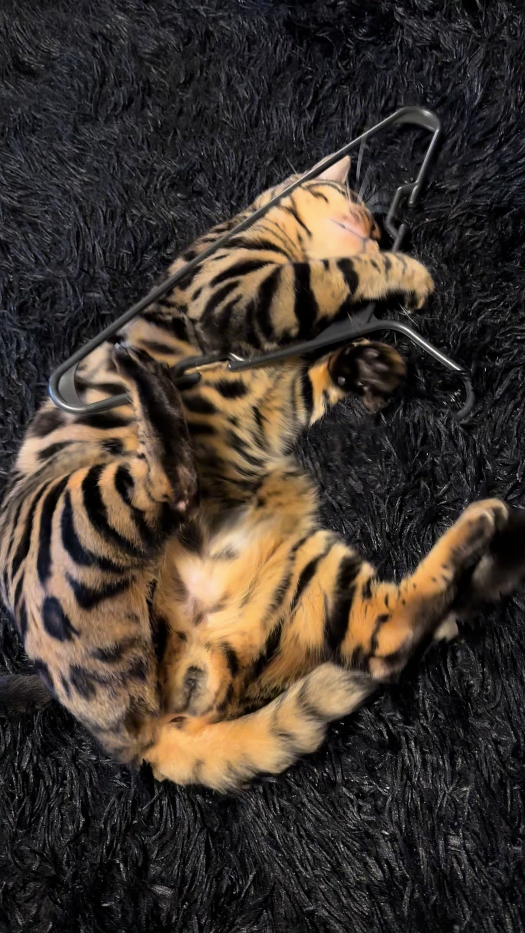 @Tiny Leopard Cats