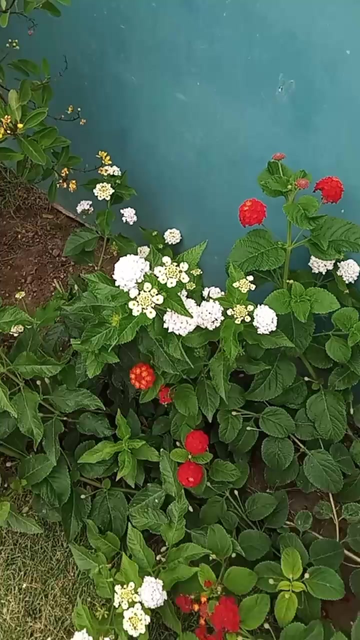 @Rolyn777