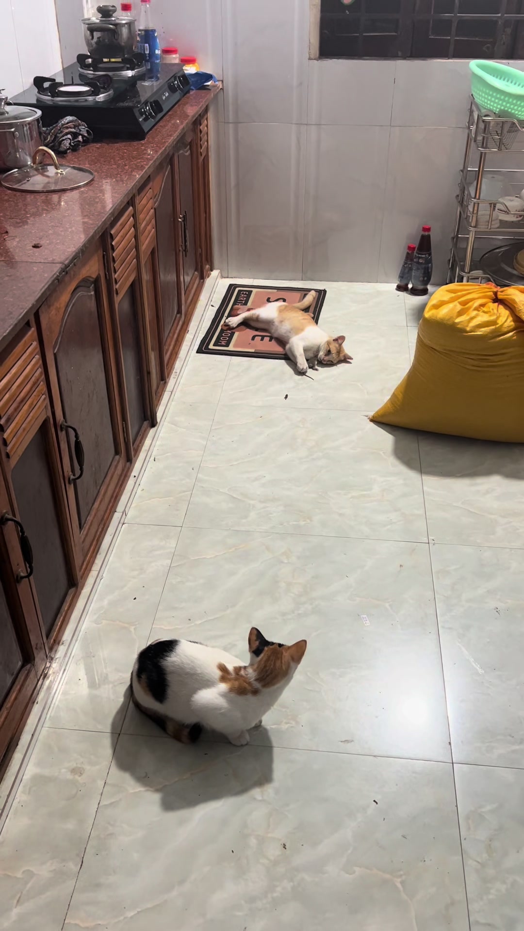 @Ba bé mèo và một bé chó